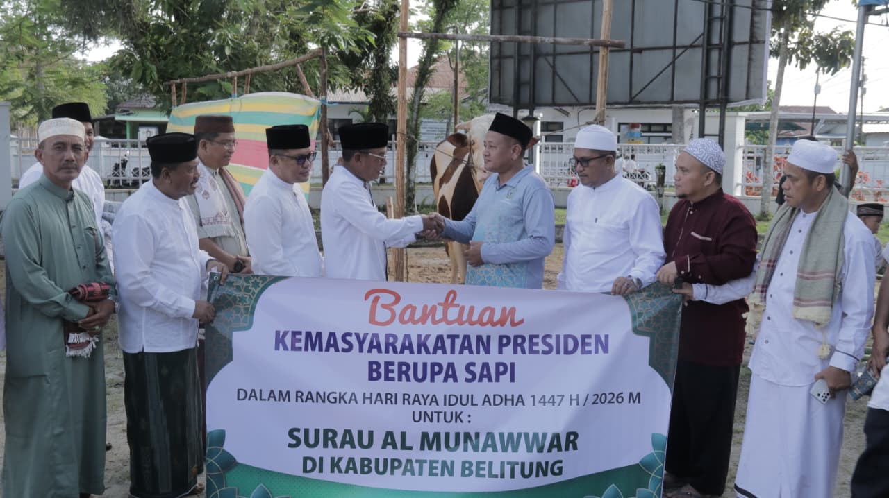 Kabupaten Belitung Terima Sapi Kurban Dari Presiden Prabowo, Bobotnya Sampai 860 Kilogram